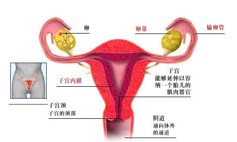 输卵管宫角部不通怎么治疗